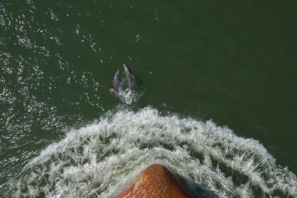 Dolphins and Ship Bow, Oct '12