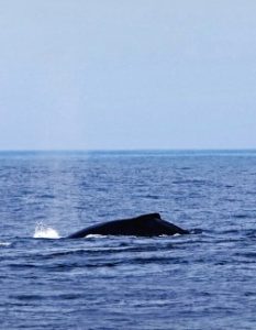 Καναδάς: Έκκληση για την προστασία σπάνιων φαλαινών